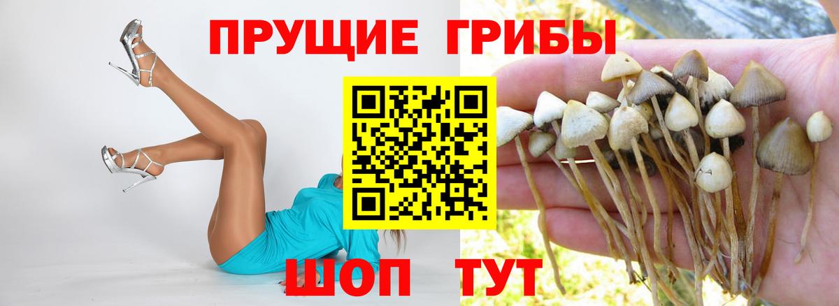 Псилоцибиновые грибы Cubensis  Псилоцибиновые грибы GOLDEN TEACHER  Кольчугино  даркнет сайт  Вход с VPN 
